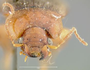 Media type: image;   Entomology 32984 Aspect: head frontal view